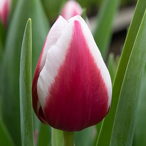 Tulipa 'Crossover'
