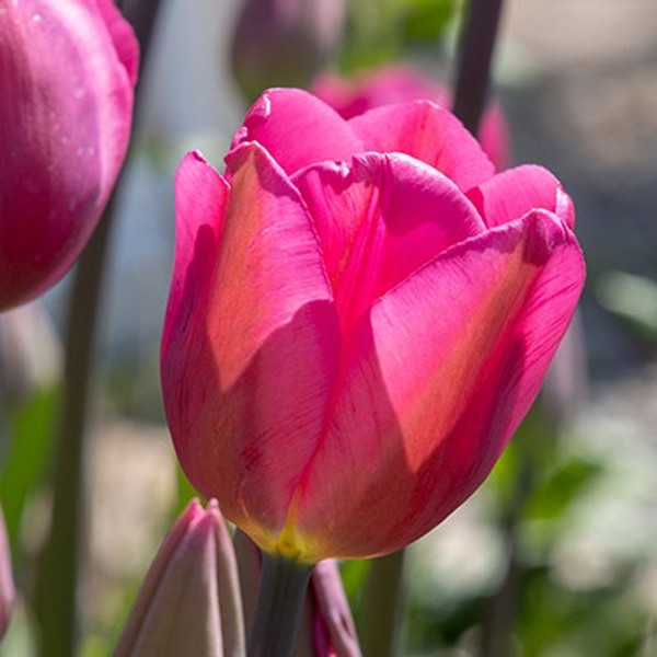 Tulipa 'Don Quichotte'