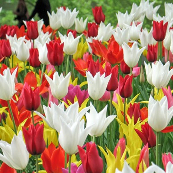 Tulipa Mixed Lily-Flowered Varieties