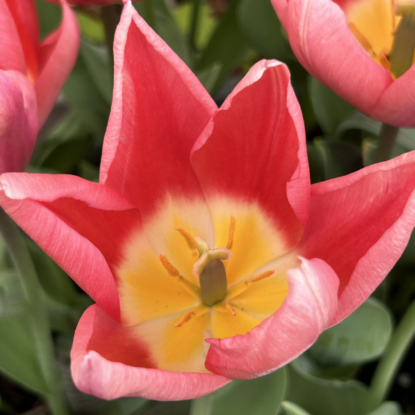 Tulipa 'Neper'