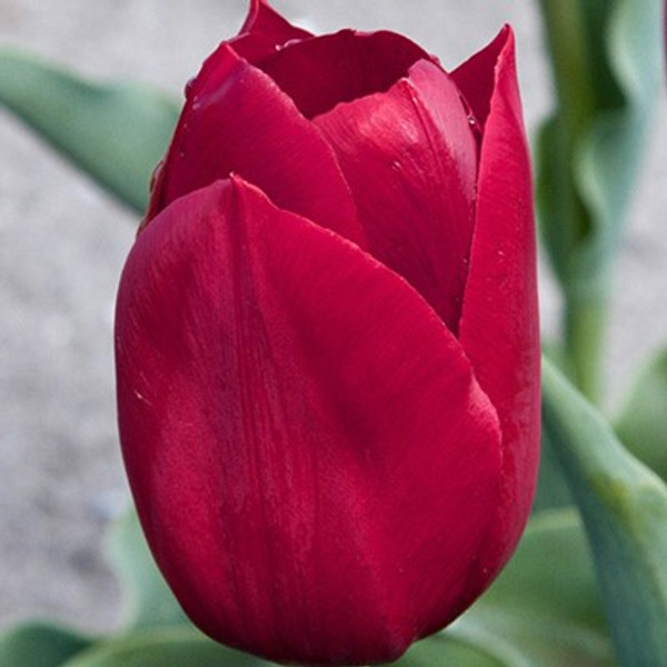 Tulipa 'Pallada'