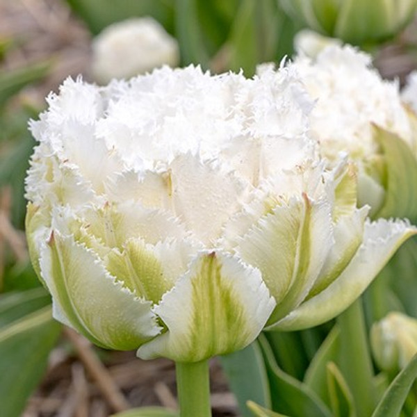 Tulipa 'Snow Crystal'