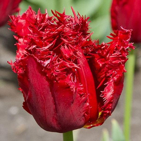 Tulipa 'Versace'