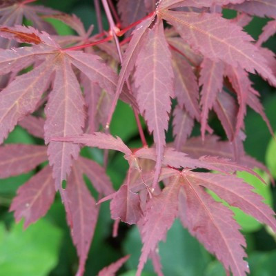 Acer palmatum 'Bloodgood'