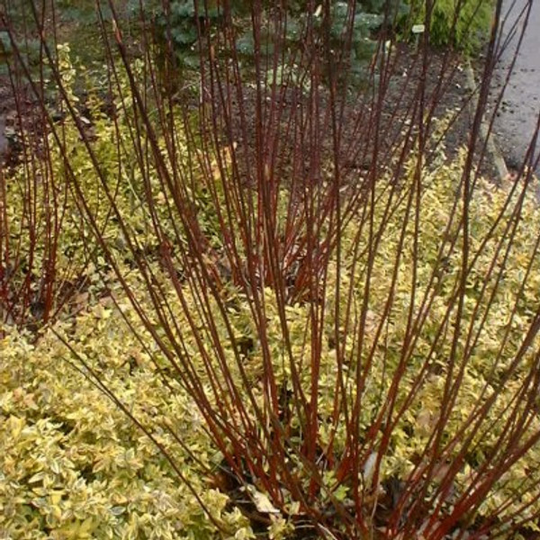Cornus alba 'Elegantissima'