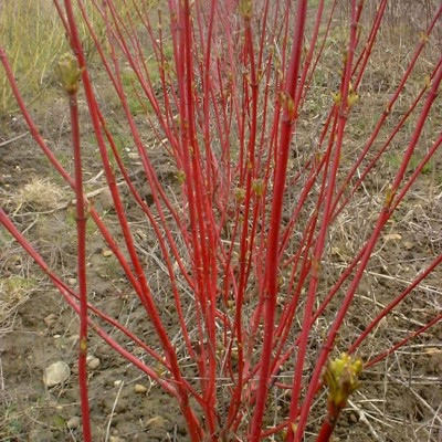 Cornus alba 'Sibirica'