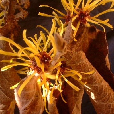 Hamamelis mollis