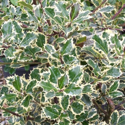 Ilex aquifolium 'Argentea Marginata'