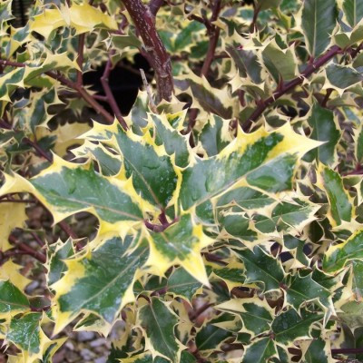 Ilex aquifolium 'Madame Briot'