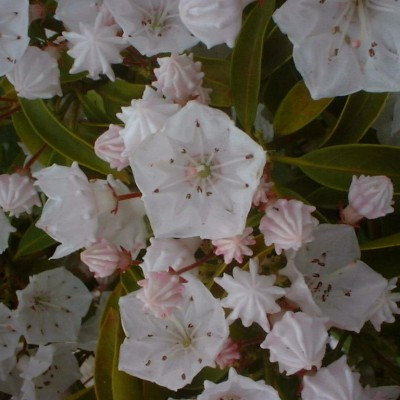Kalmia latifolia