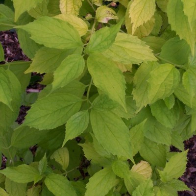 Philadelphus coronarius 'Aureus'