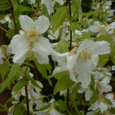 Philadelphus x lemoinei