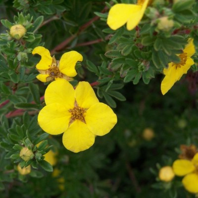 Potentilla fruticosa 'Klondike'