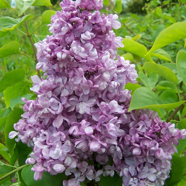 Syringa vulgaris 'Capt. Perrault'