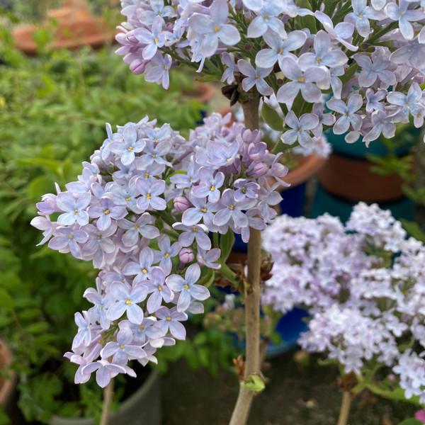 Syringa vulgaris 'Firmament'