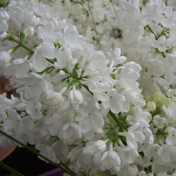 Syringa vulgaris 'Mme. Florent Stepman'