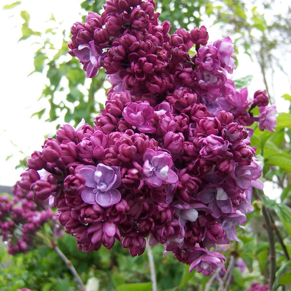 Syringa vulgaris 'Paul Thirion'