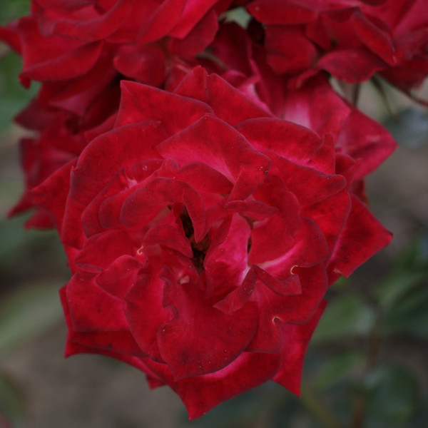 Rosa 'Bella Christina'