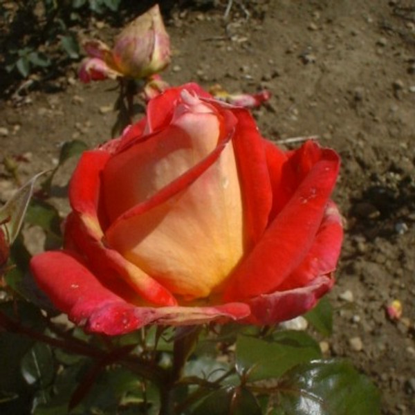Rosa 'Jan Guest'