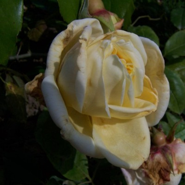 Rosa 'Marechal Niel'