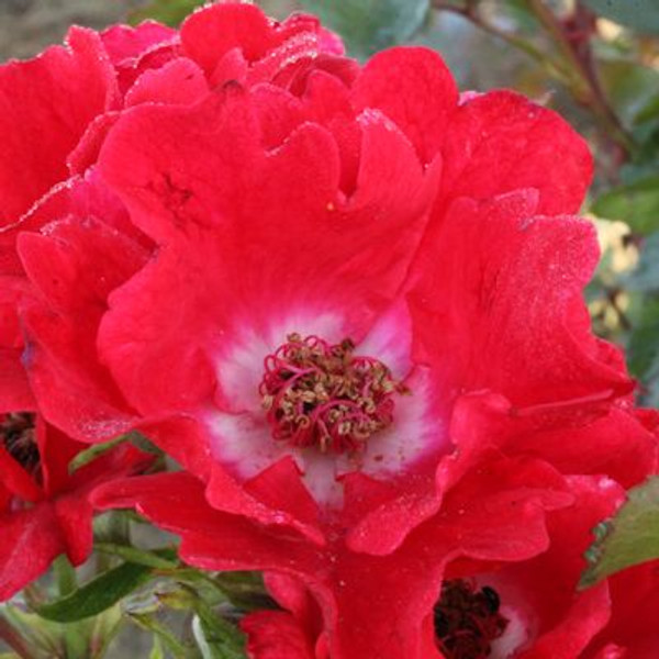 Rosa 'Our Endeavour'