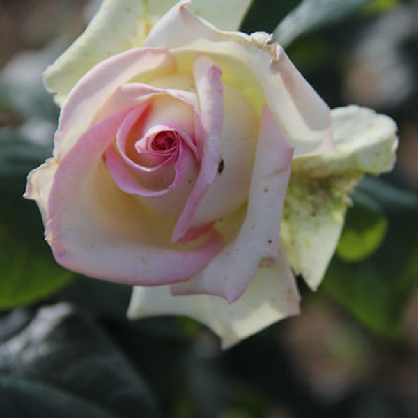 Rosa 'Yorkshire Countrywoman'