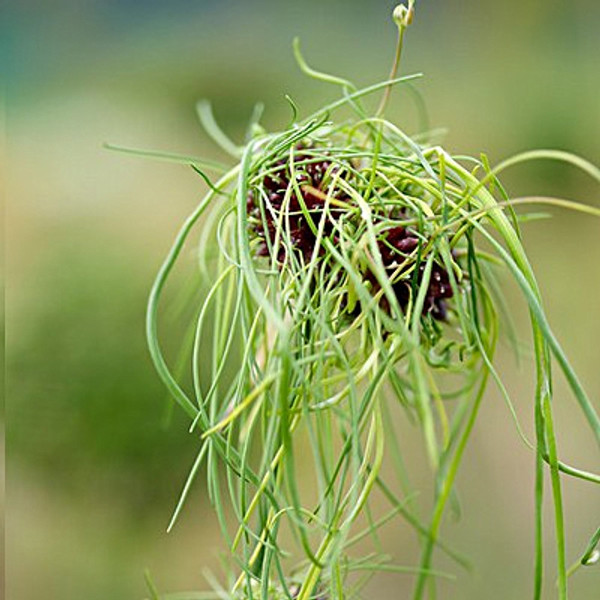 Allium vineale 'Hair'