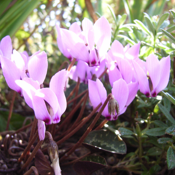 Cyclamen cilicium