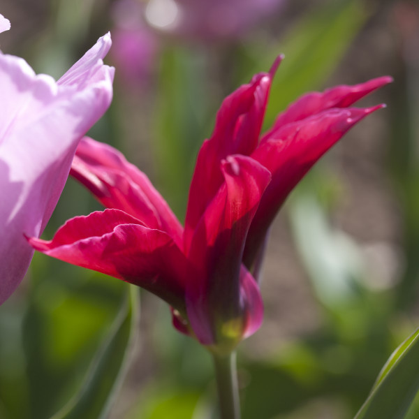 Tulipa 'Doll's Minuet'