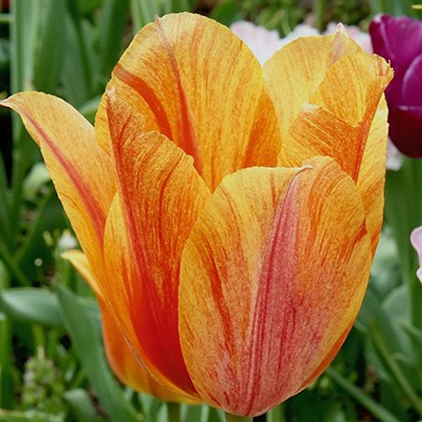 Tulipa 'El Nino'
