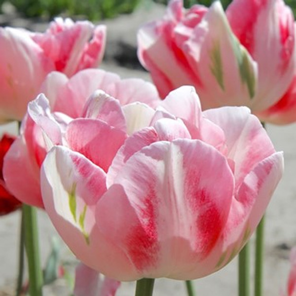 Tulipa 'Finola'