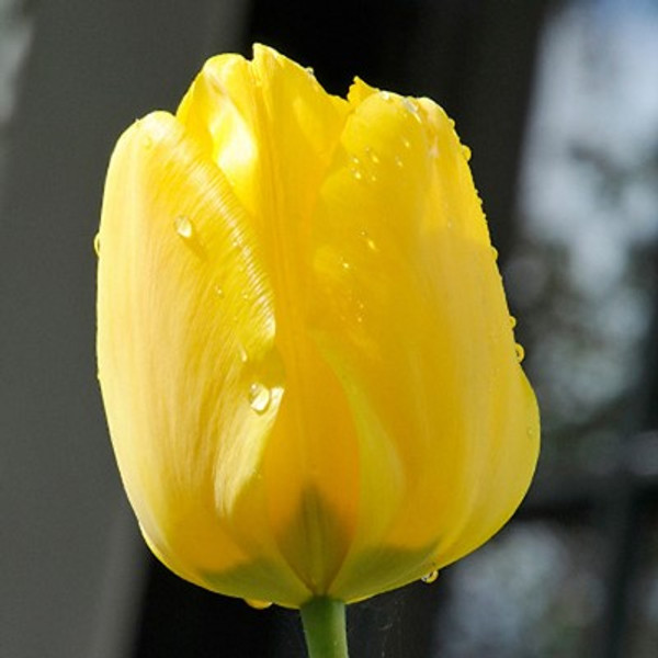 Tulipa 'Jan van Nes'