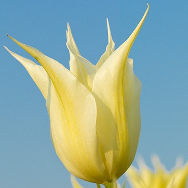 Tulipa 'Johan Cruyff'