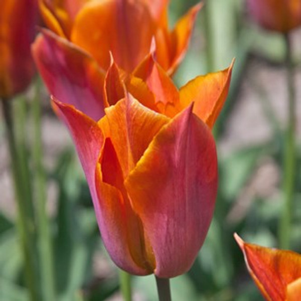 Tulipa 'Request'