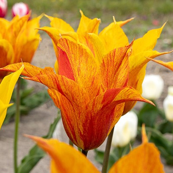 Tulipa 'Vendee Globe'
