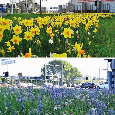 Naturalising Mixes  - Kent