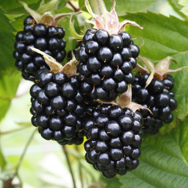 Blackberry - Chester