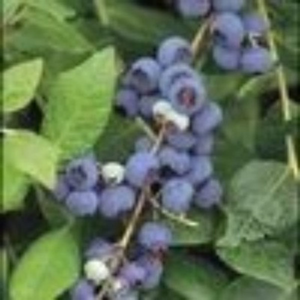 Blueberry - Northland