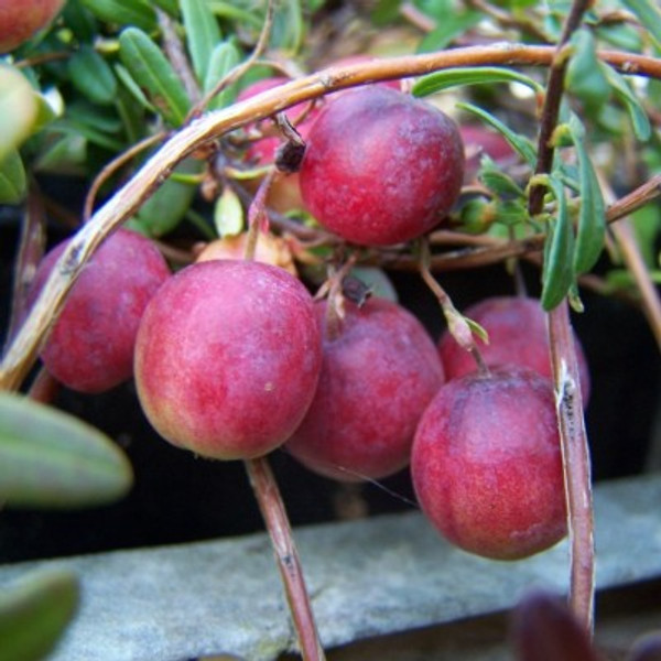 Cranberry - Pilgrim