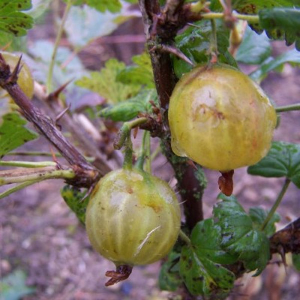 Gooseberry - Broom Girl