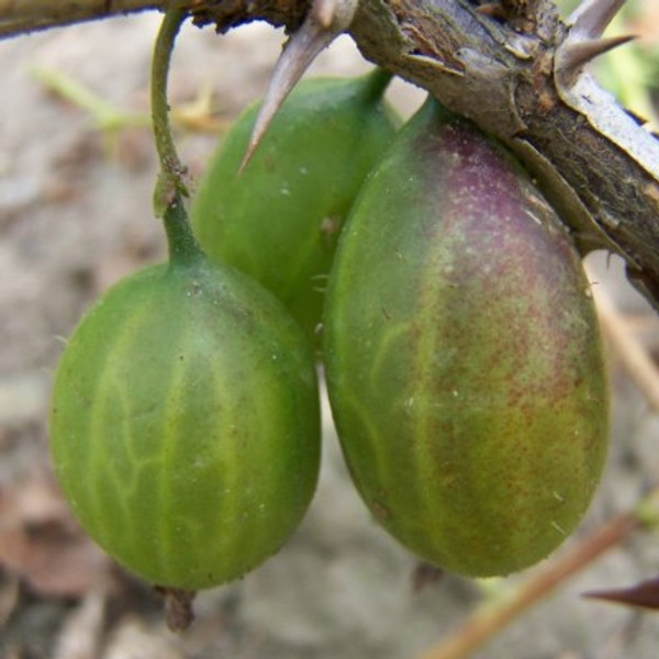 Gooseberry - Freedom