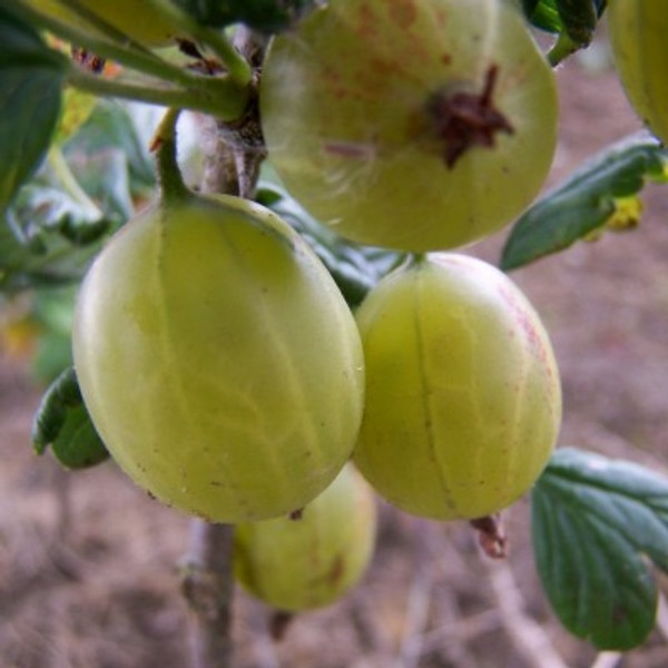 Gooseberry - Trumpeter
