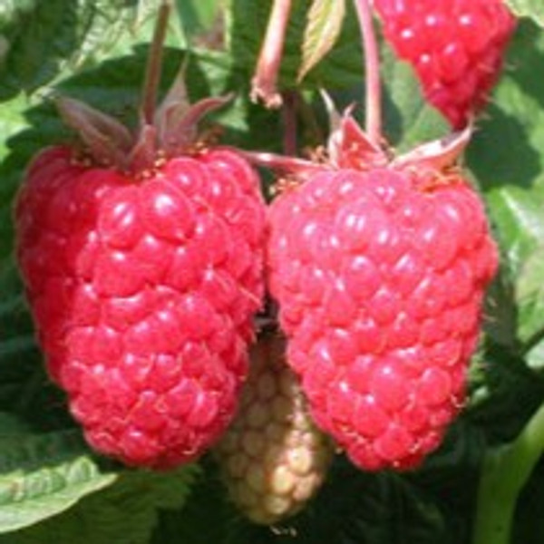 Raspberry - Cascade Delight