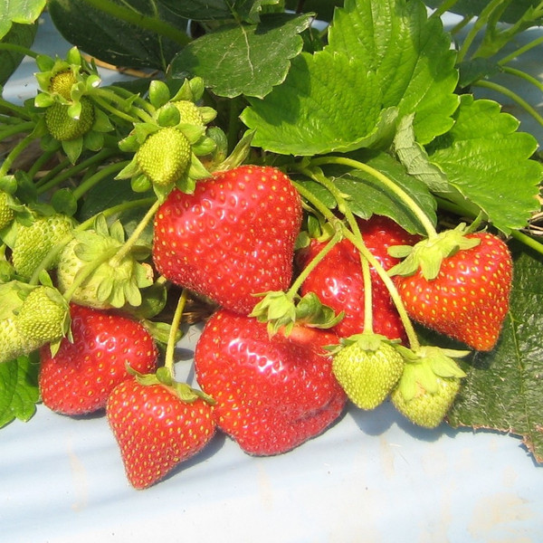 Strawberry Malling Opal