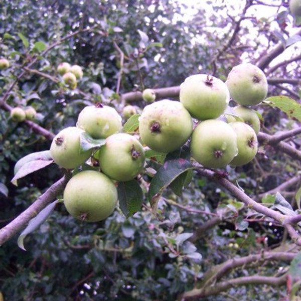Malus sylvestris