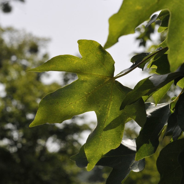 Acer campestre