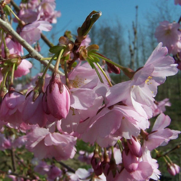 Prunus 'Accolade'