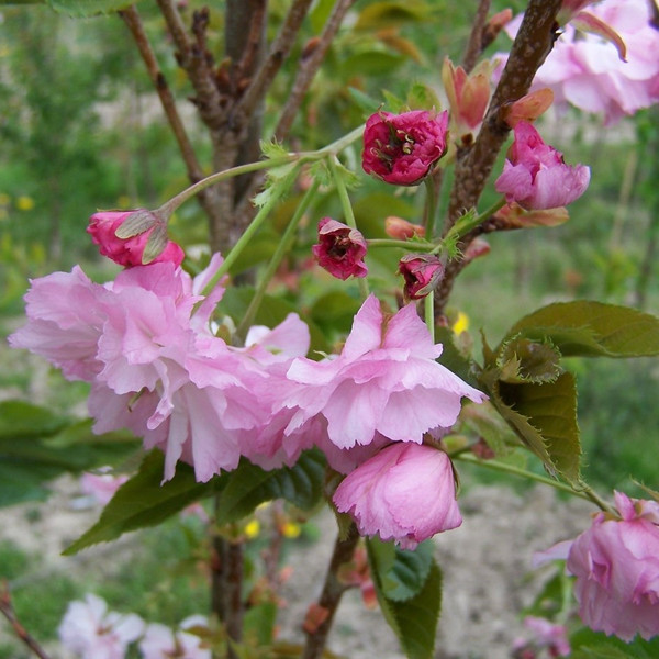 Prunus 'Pink Perfection'