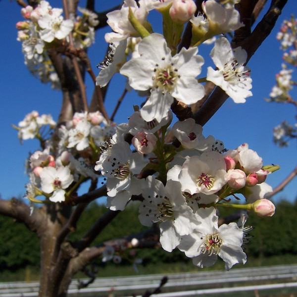 Pyrus calleryana 'Chanticleer'