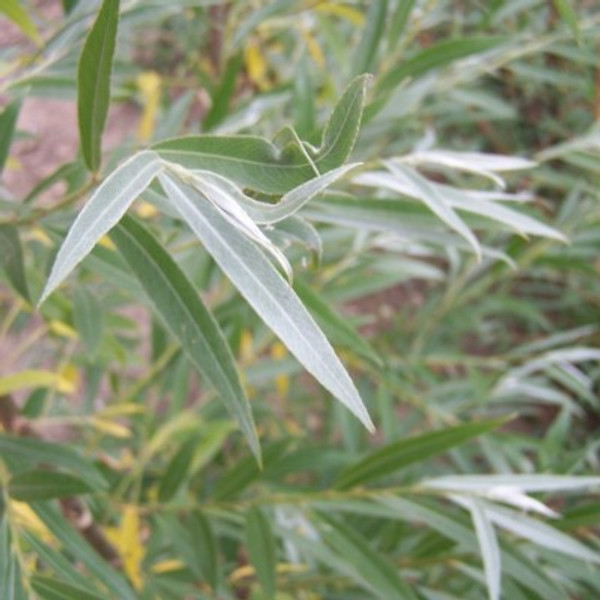Salix alba caerulea